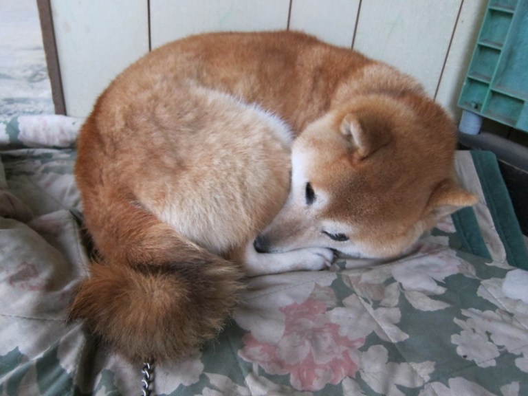 While a Shiba can be completely calm and relaxed inside the house, outside the primal dog comes out. He hears only in the radius of 10 meters. If he is further away, one has his dear trouble to penetrate to him
