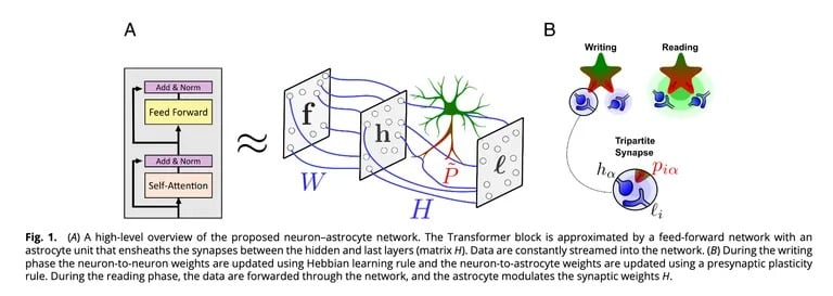 Una panoramica di alto livello della rete neurone-astrocita proposta.